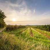 Haspengouw zicht arrangement  van druif tot glas Vesparoute