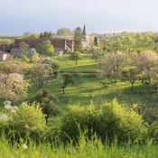 landschapsfoto Haspengouw arrangement van rank tot wijnvat Vesparoute