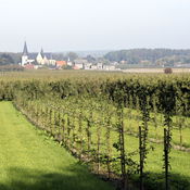 panorama Sint Truiden arrangement van druif tot glas Vesparoute