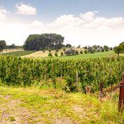 uitzicht wijngaarden arrangement van rank tot wijnvat Vesparoute
