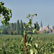 Uitzichtspunt over Zepperen en Sint-Truiden arrangement stroop van Loon Vesparoute