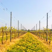 Wijngaard Gloire de Duras arrangement van druif tot glas Vesparoute